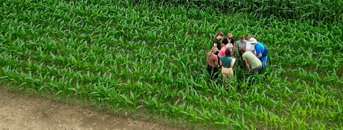 graduate students in a field, looking at crops, the photo is taken by a drone overhead